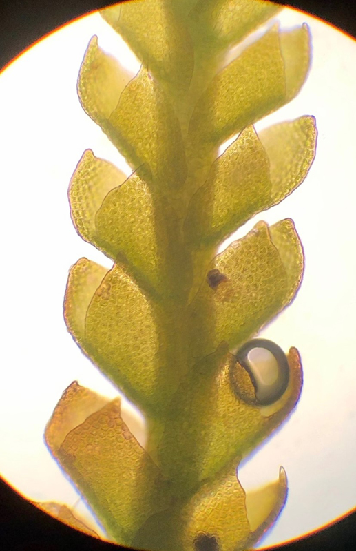 Sphenolobus minutus